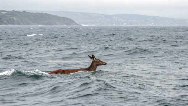 Corzo, mar, nadar, animales