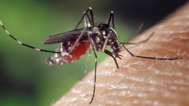 Los mosquitos