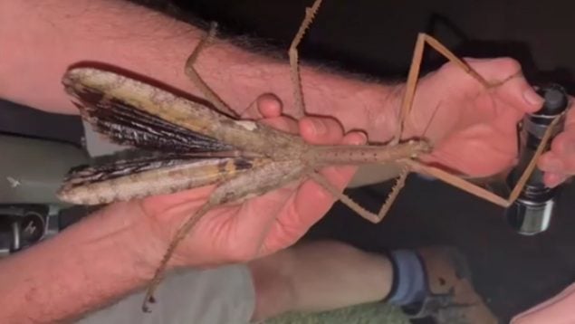 Acrophylla alta, insecto gigante de Australia, descubrimiento de un insecto gigante, hallazgo zoológico, insecto más pesado de Australia, insectos gigantes, bichos raros australianos.