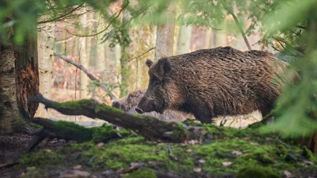 Ven un jabalí en el río Saja, pescador graba a un jabalí en el río, jabalíes nadando, puede nadar un jabalí, jabalí en Cantabria, caza, pesca, vídeos de pesca.