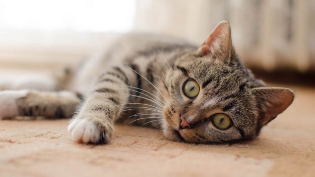 Gato