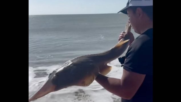 Pez, especie en peligro de extinción, animal