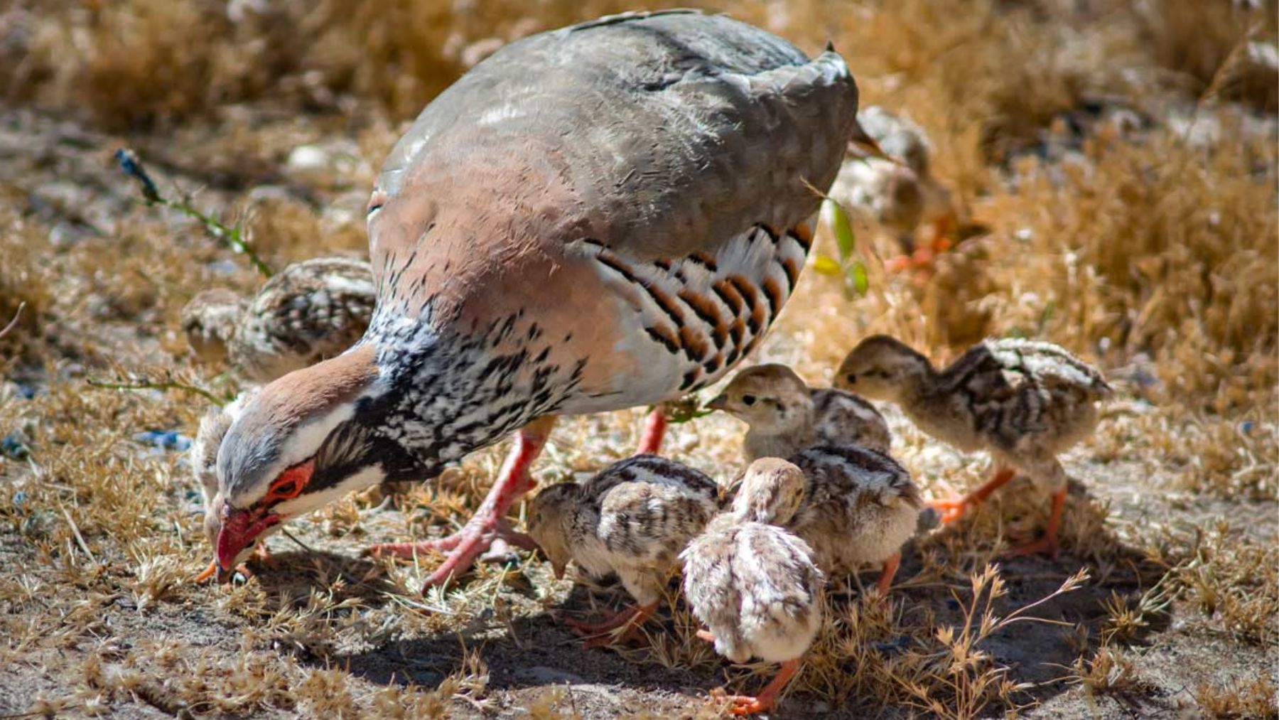 Pollos de perdiz roja. Foto: Victor Suarez Naranjo / Shutterstock