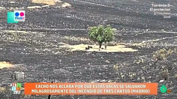 La imagen del árbol que se ha salvado de las llamas en mitad del incendio de Tres Cantos se ha convertido en viral (Atresmedia).