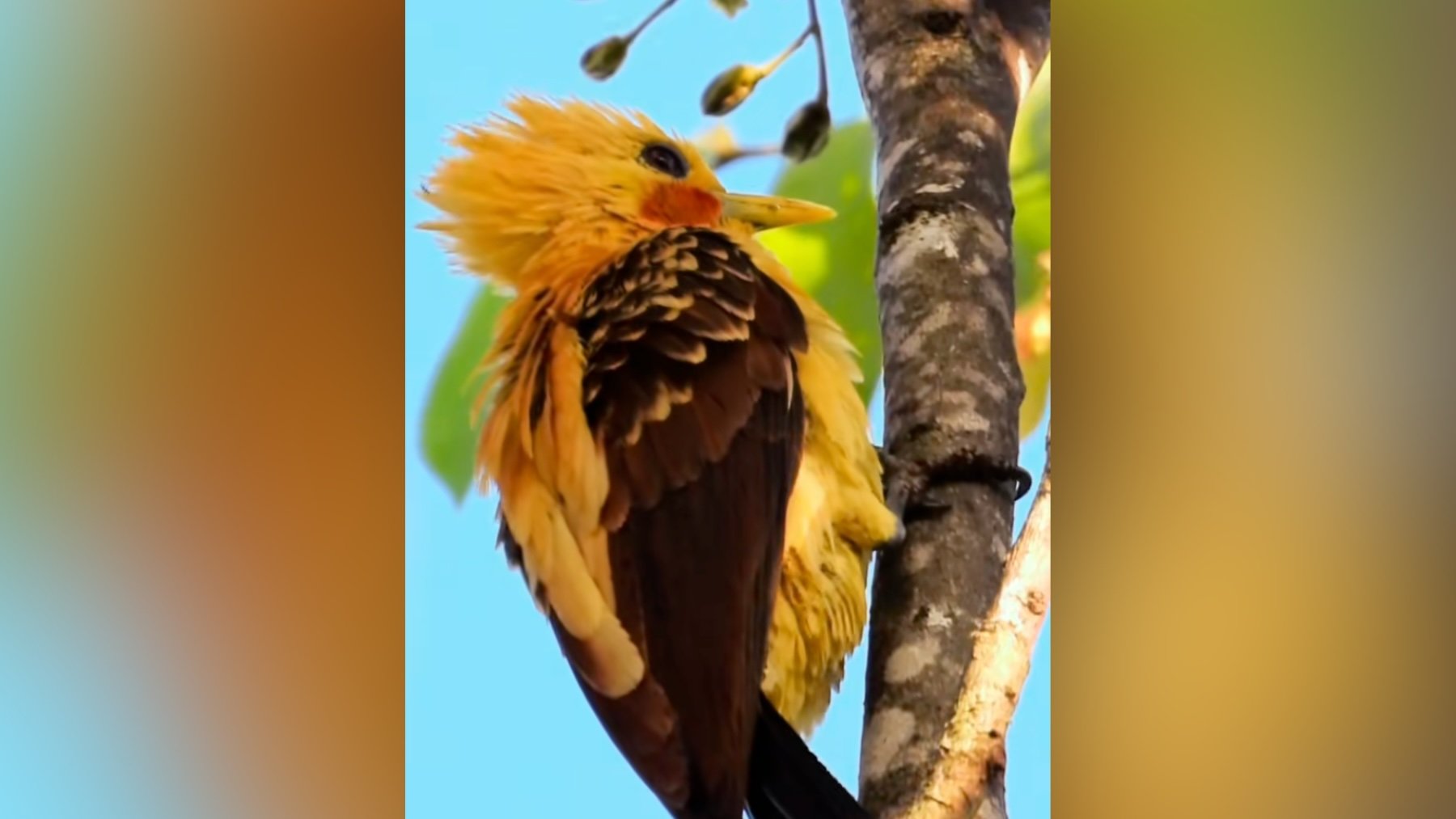 Parece un Pokémon, pero es real: un fotógrafo consigue filmar una de las aves más extrañas y esquivas de la Tierra
