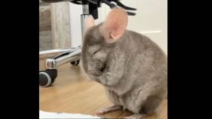 Chinchilla, mascota, roedor