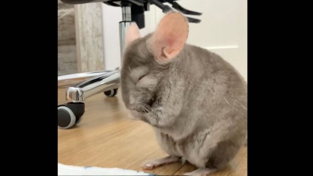 Chinchilla, mascota, roedor