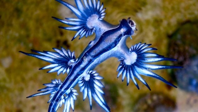 Dragón azul, animales, especie