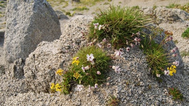 Planta extinta