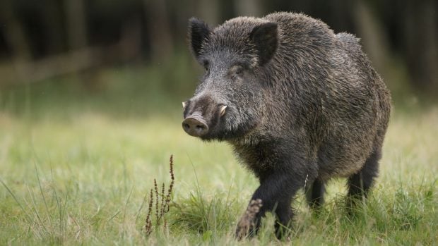 Los jabalíes con carne azul neón que causan asombro California 