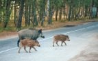 Un grupo de jabalíes cruzando por mitad de la carretera.
