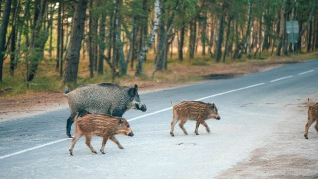 Un grupo de jabalíes cruzando por mitad de la carretera.