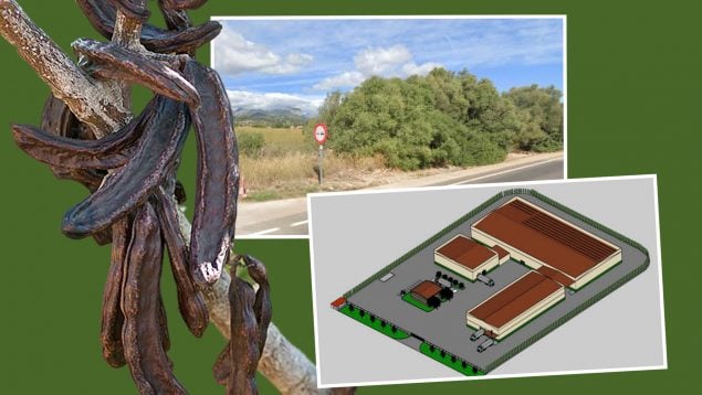 Mallorca tendrá la primera planta del mundo que convertirá la algarroba en harina y azúcar para diabéticos