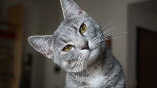 El gato te sigue