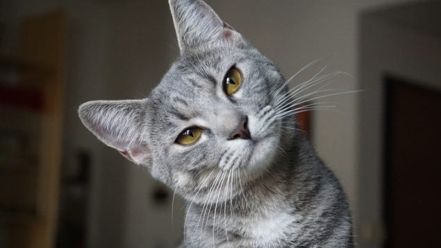 El gato te sigue