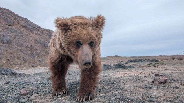 Animales, oso del Gobi, naturaleza