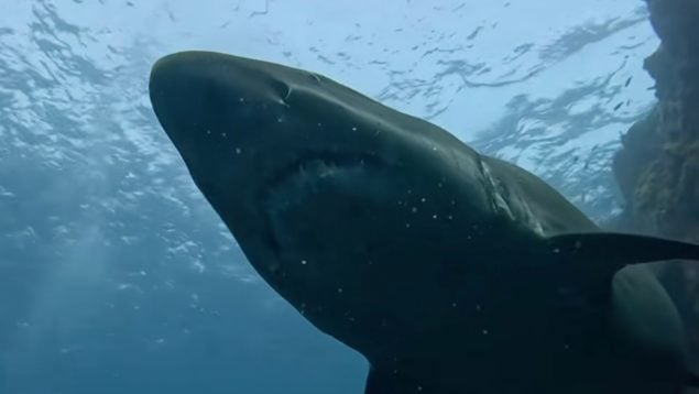 Tiburón solrayo, animales, especie, Canarias