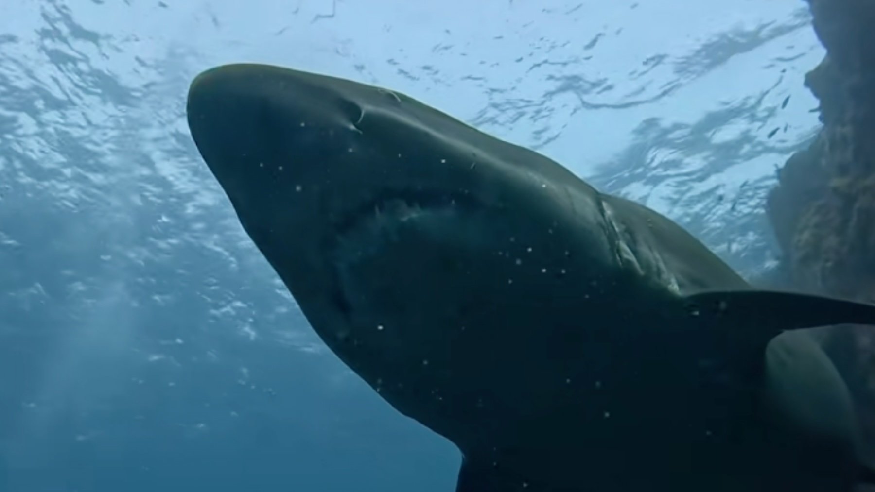 Conmoción entre los zoólogos por el avistamiento en Canarias de un monstruo de Malpelo: llevaba 6 años sin verse
