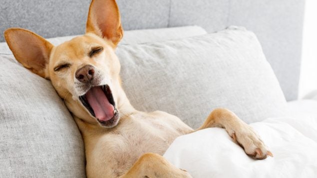 El perro bosteza