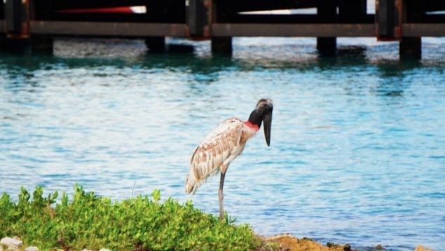 Cigüeña, aves, animales, especie
