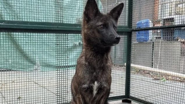 Dogxim, animal, curiosidades