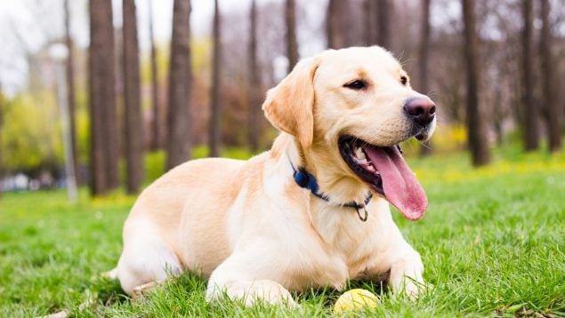 Perro