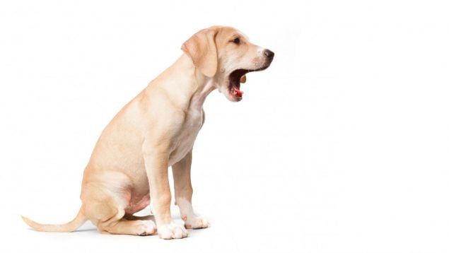 Perro, animales, mascotas