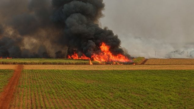 Las pérdidas en agricultura y ganadería por la ola de incendios ya superan los 600 millones de euros