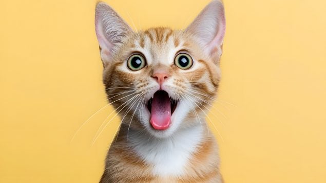 Gatos