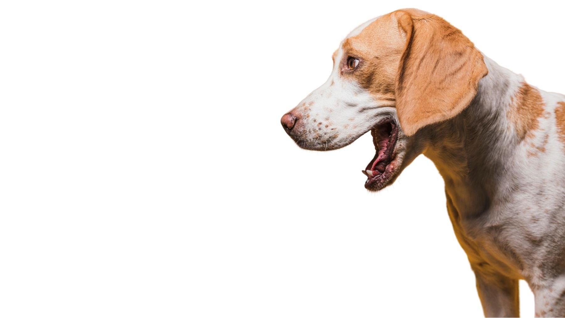 Un perro ladrando. Foto: Freepik
