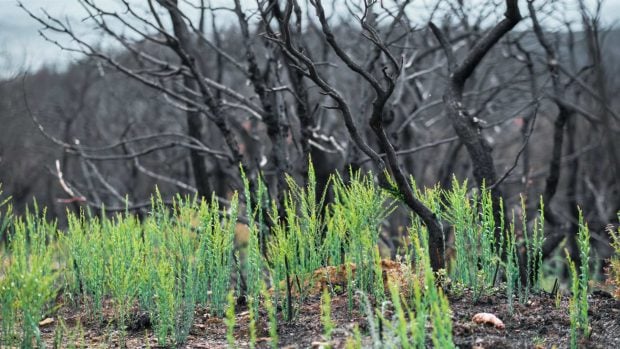 regenerar el bosque