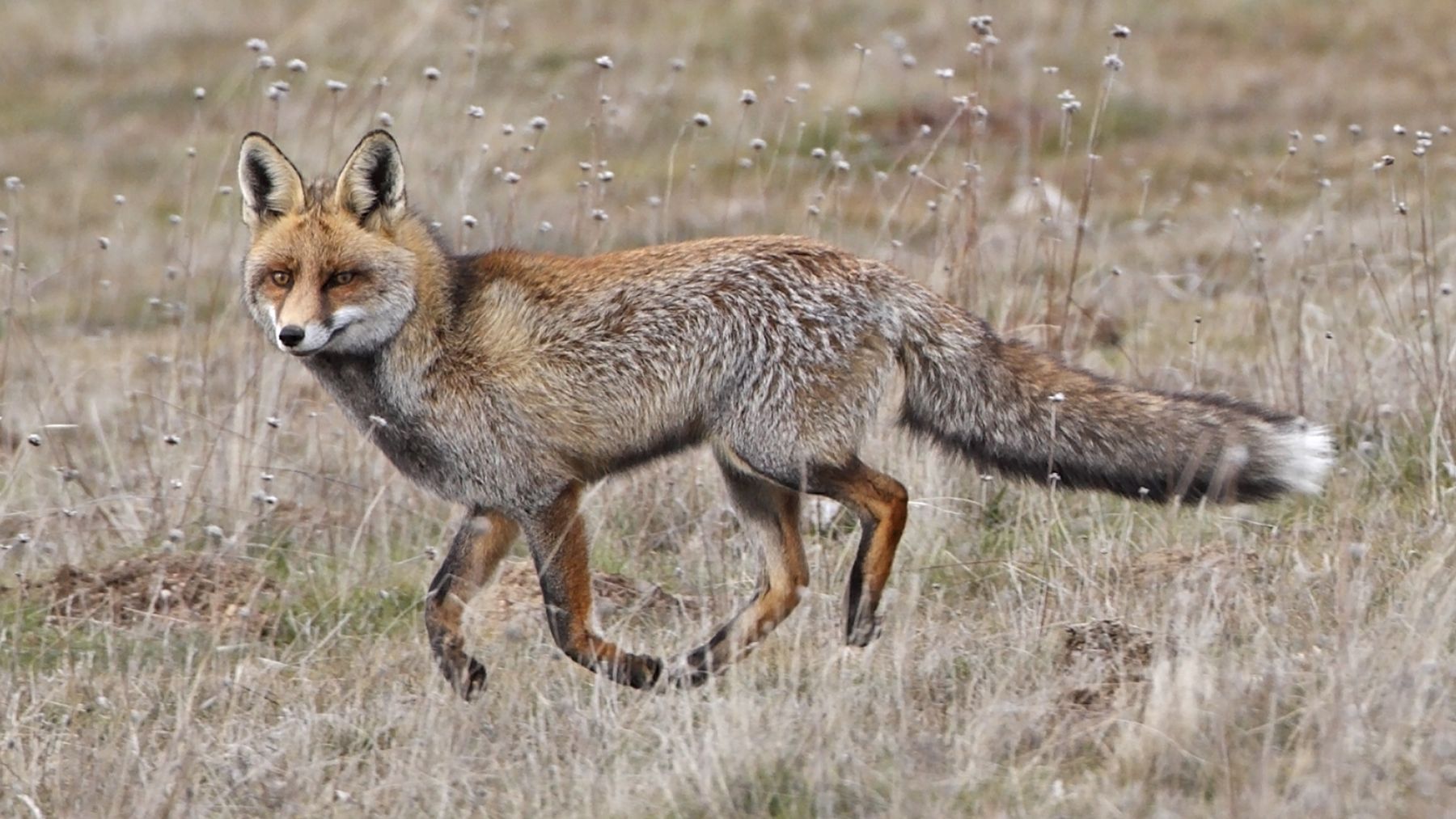 El pintoresco pueblo de Palencia declarado ‘Kilómetro Cero’ del zorro común: además, ya lo era de otro animal