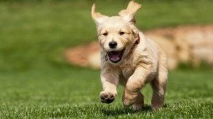 Perrito