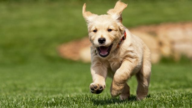 Perrito