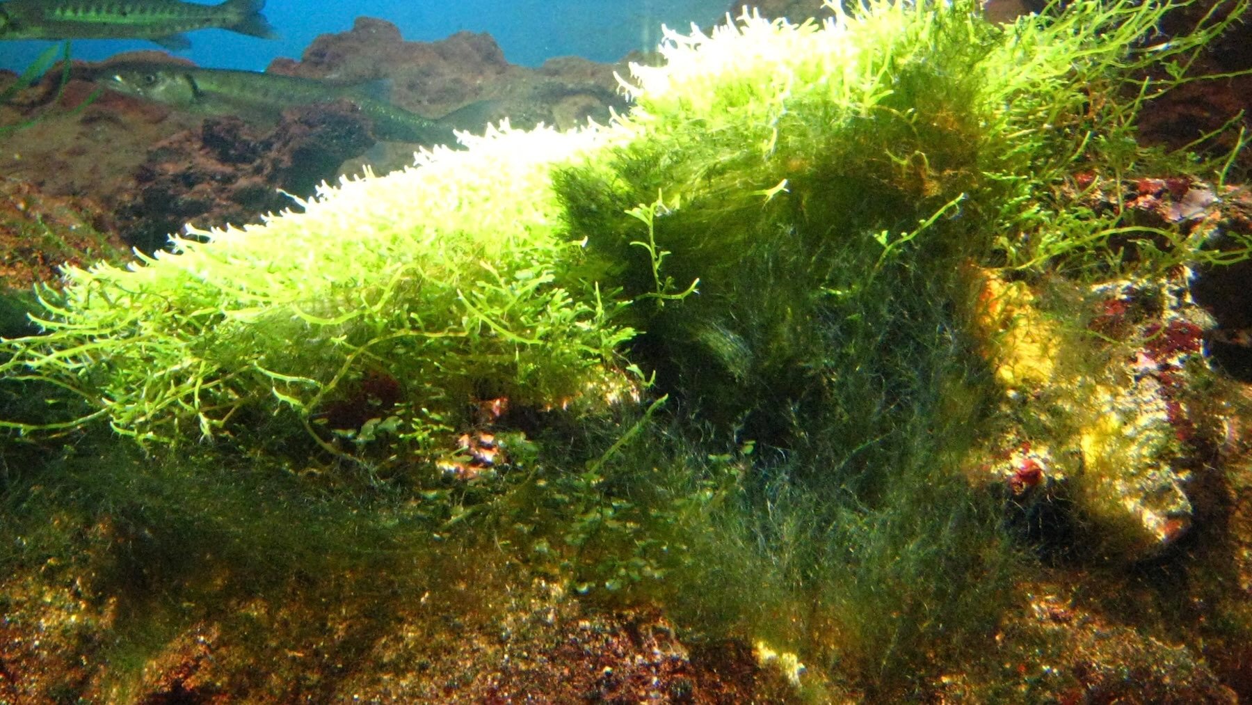 Los expertos piden erradicar esta especie invasora de Canarias: es un alga asesina y ya afecta a la biodiversidad nativa