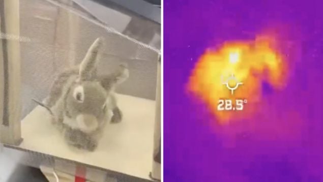 Conejo, ciencia, naturaleza, descubrimientos