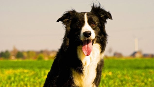 Perro famoso en Santiago de Compostela