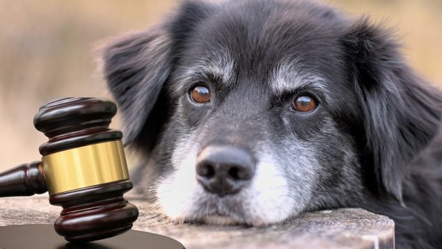 Custodia del perro o el gato