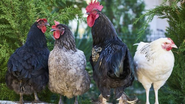 Población de gallinas