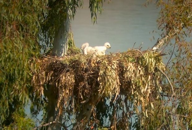 Nido de águila imperial ibérica con sus polluelos en Guaf¡dalén. (Foto: Junta de Andalucía).