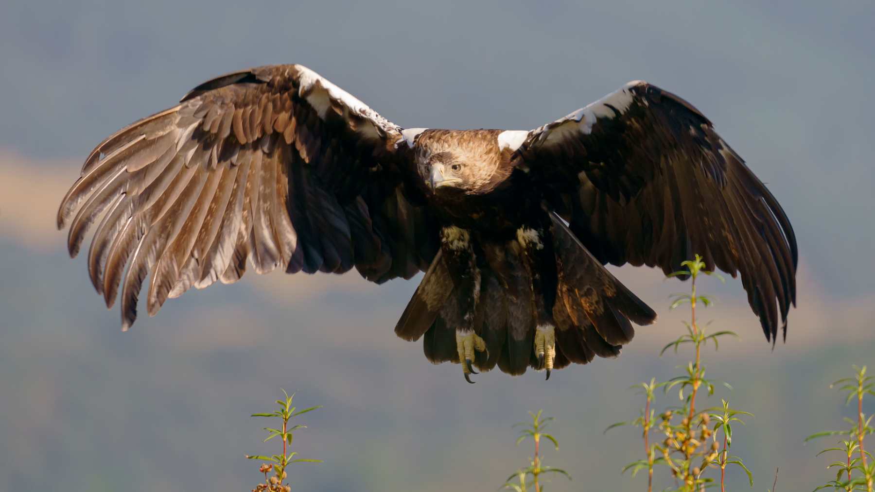 Águila imperial ibérica.