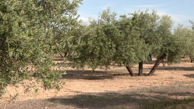 Olivos