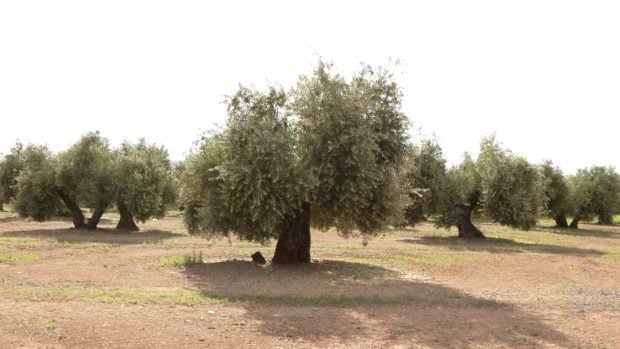 Olivos afectados fotovoltaica