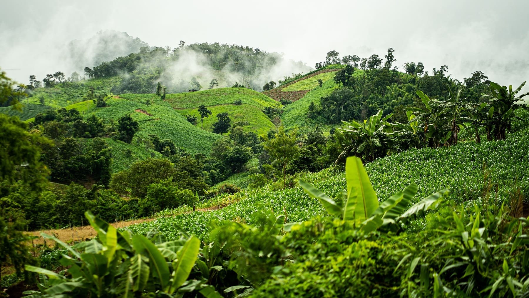 Selva de Brasil.