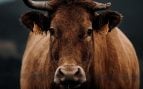 El descubrimiento que desafía a la ciencia: lanzan una vaca muerta al mar y el resultado ha dejado perplejos a los expertos