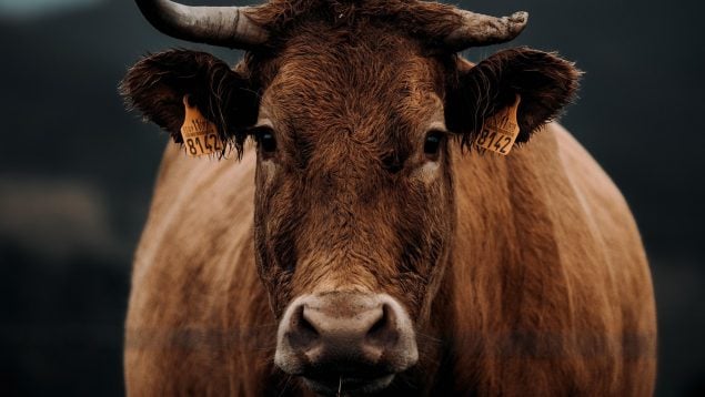Los expertos no dan crédito: China arroja una vaca al mar y no tienen explicación para lo que ocurre