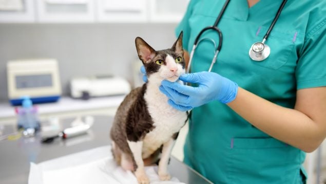 Veterinario