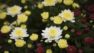 Tener flores en otoño