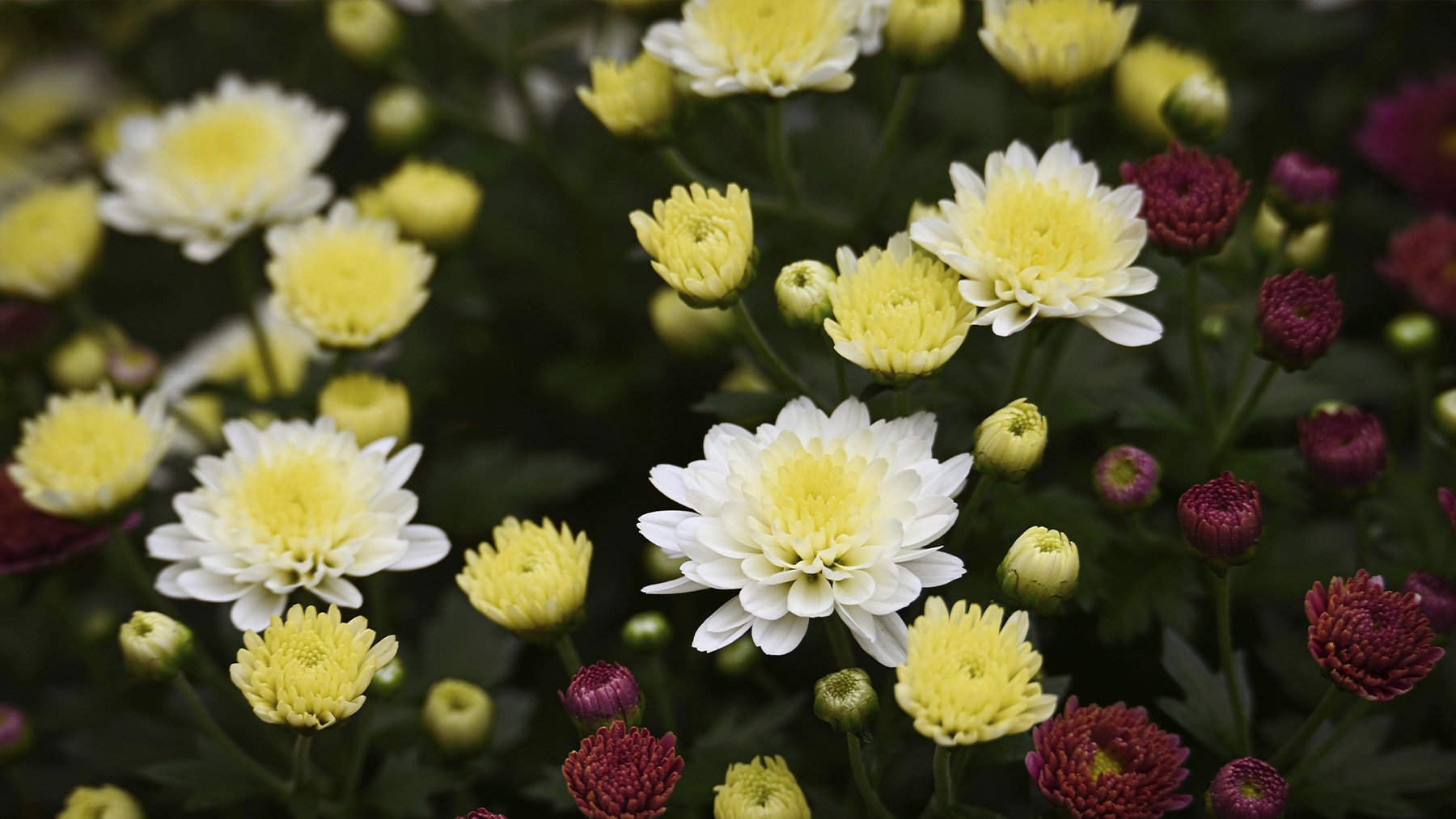 Los jardineros advierten: estas son las plantas que debes poner ahora en tu jardín para tener flores en otoño