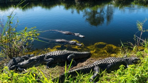Caimanes en Florida